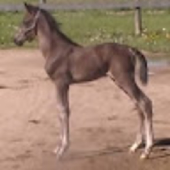 Meet your Posher, Liz - Picture 1 of 1